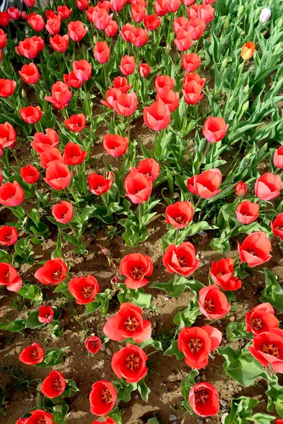 Tulipanes Brillantes Paisaje Primaveral —  Fotos de Stock