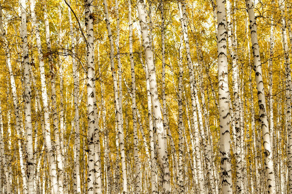 осень, березовый лес фон
