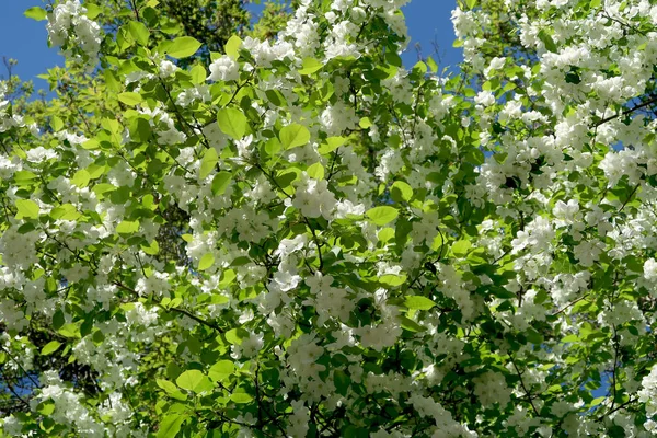 Árvores Maçã Bloom — Fotografia de Stock