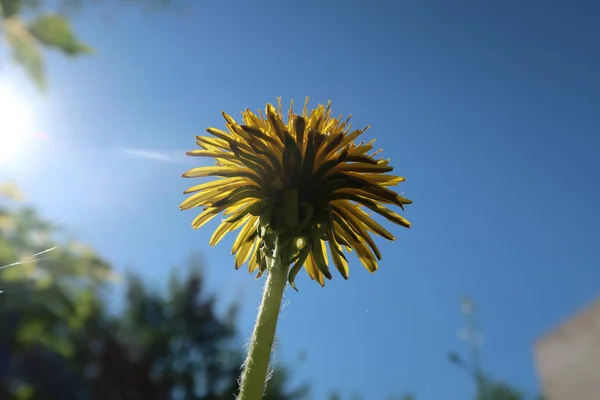 Paisaje Primaveral Campo Verde Con Flores Diente León Amarillo — Foto de Stock