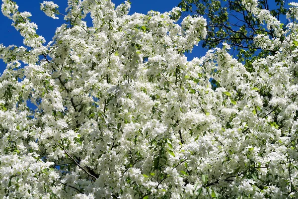 Apple Tree Bloom — ストック写真