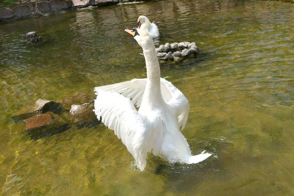 Cisne Blanco Estanque — Foto de Stock