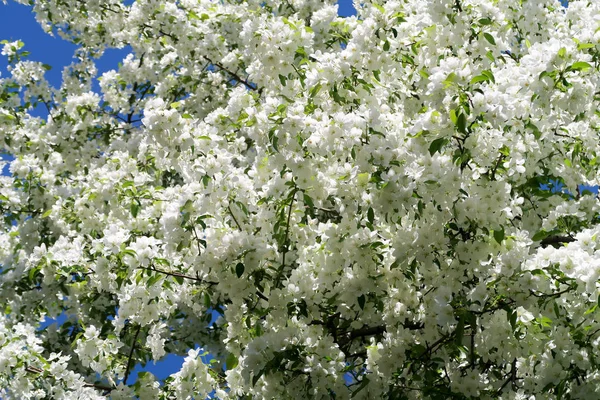 Árvores Maçã Bloom — Fotografia de Stock