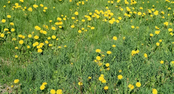 黄色のタンポポの花で春の風景 緑の野 — ストック写真