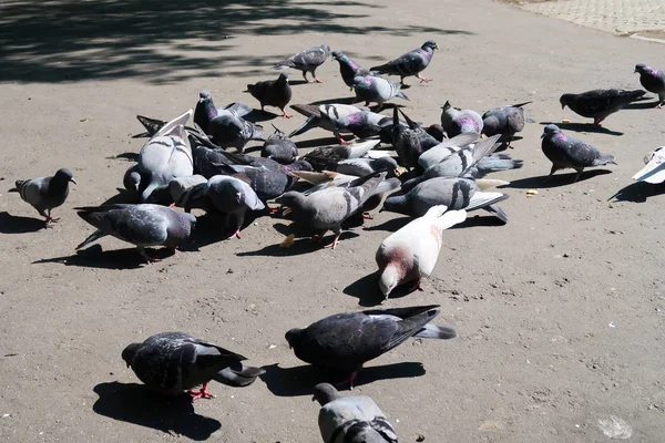 Wild Gray Dove Asphalt — Stock Photo, Image