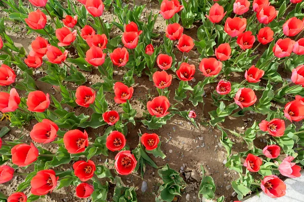 Helle Tulpen Frühlingslandschaft — Stockfoto