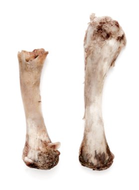 Beyaz bir arka plan üzerinde kemik tavuk