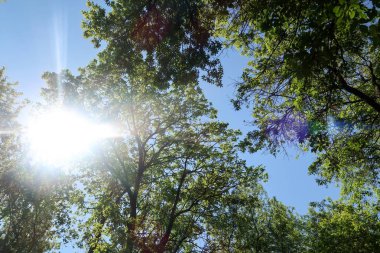 Gökyüzüne aşağıdan görünümünde ağaçlarının dalları
