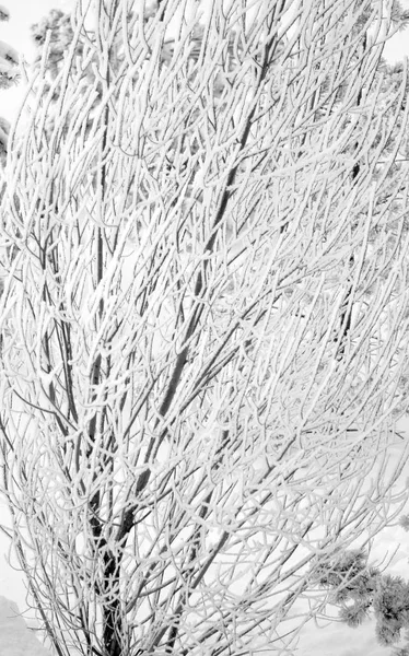 Stromy Zasněžené Zimní Krajina — Stock fotografie