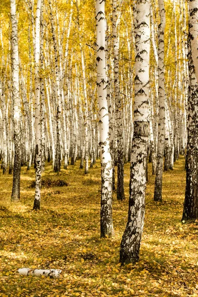 秋には 白樺の森の背景 — ストック写真