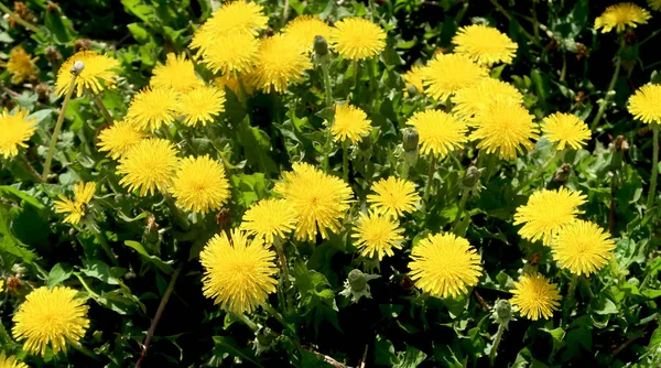 Paisagem Primavera Campo Verde Com Flores Dente Leão Amarelo — Fotografia de Stock
