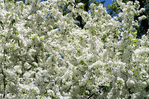 Árvores Maçã Bloom — Fotografia de Stock