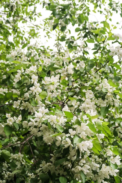 Apple Trees Bloom — Stock Photo, Image