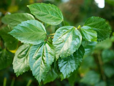 yeşil tropikal bitkiler, orman arka plan