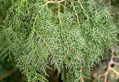 yeşil tropikal bitkiler, orman arka plan