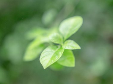 Yeşil yapraklar yakın plan