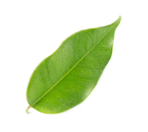 白い背景の上の葉の緑 — ストック写真