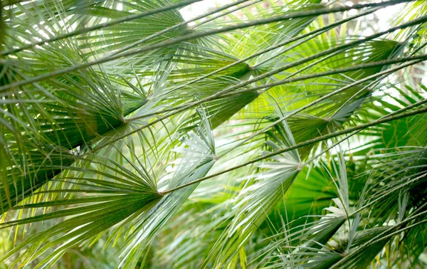 緑の熱帯植物 森の背景 — ストック写真