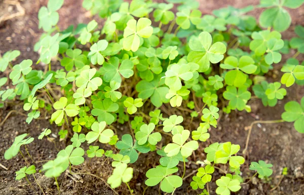 Groene Bladeren Close — Stockfoto