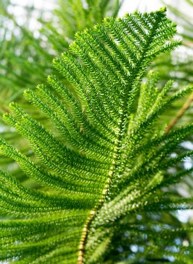 yeşil tropikal bitkiler, orman arka plan