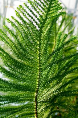 yeşil tropikal bitkiler, orman arka plan