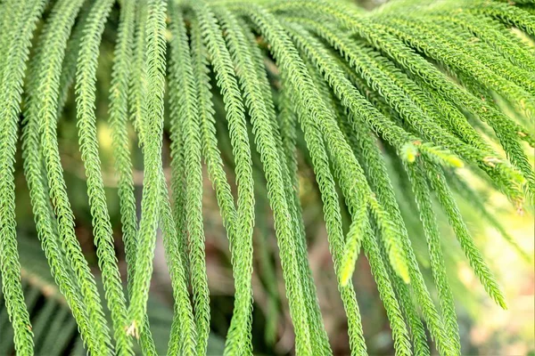 Green Tropical Plants Forest Background — Stock Photo, Image