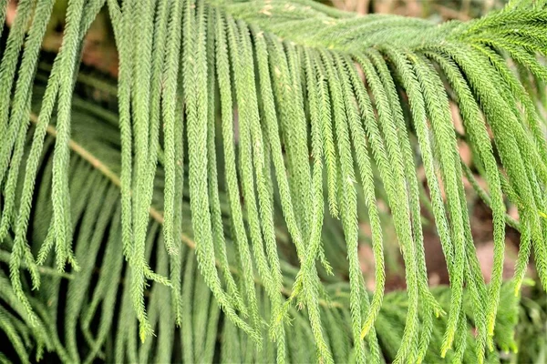 Plantas Tropicales Verdes Fondo Del Bosque —  Fotos de Stock