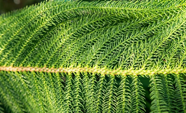 Зеленые Тропические Растения Лесной Фон — стоковое фото