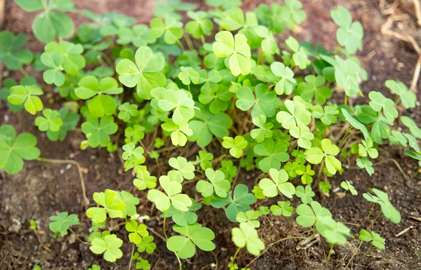 Groene Bladeren Close — Stockfoto