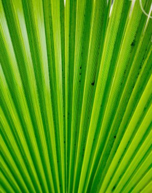 Palmiye yaprakları yakın.