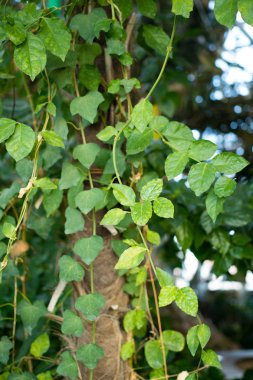 yeşil tropikal bitkiler, orman arka plan