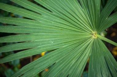 Palmiye yaprakları yakın.