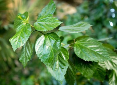 yeşil tropikal bitkiler, orman arka plan