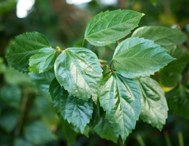 yeşil tropikal bitkiler, orman arka plan