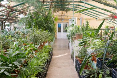 bir tencereye bir botanik bahçe bitki