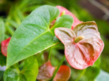 yeşil tropikal bitkiler, orman arka plan