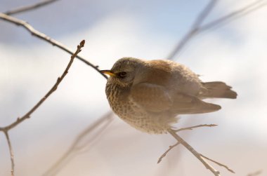 Bir dal üzerinde oturan fieldfare ardıç