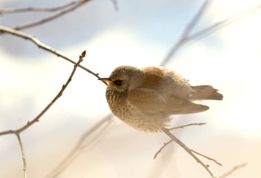 Bir dal üzerinde oturan fieldfare ardıç