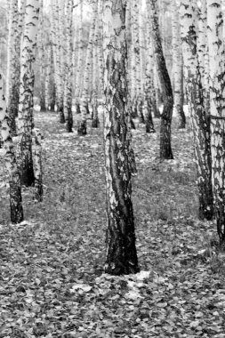huş ağacı orman arka plan, siyah beyaz fotoğraf