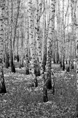 huş ağacı orman arka plan, siyah beyaz fotoğraf