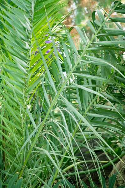 緑の熱帯植物 森の背景 — ストック写真