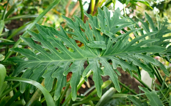 緑の熱帯植物 森の背景 — ストック写真