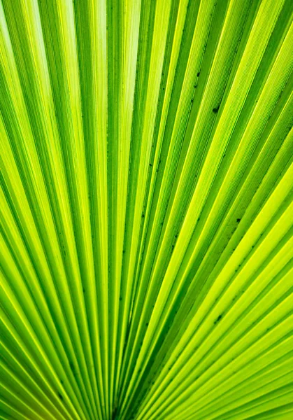 Palmbladeren Van Dichtbij — Stockfoto