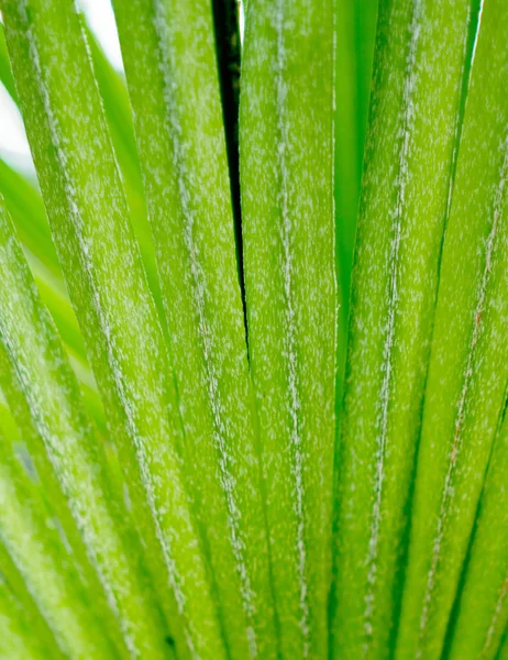 Palmbladeren Van Dichtbij — Stockfoto