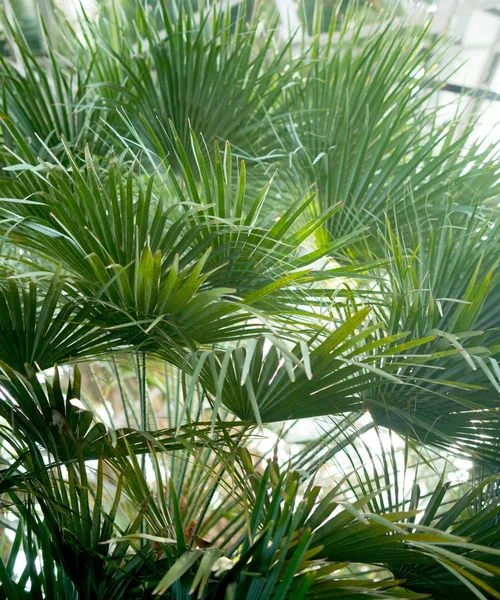 Piante Tropicali Verdi Sfondo Della Foresta — Foto Stock