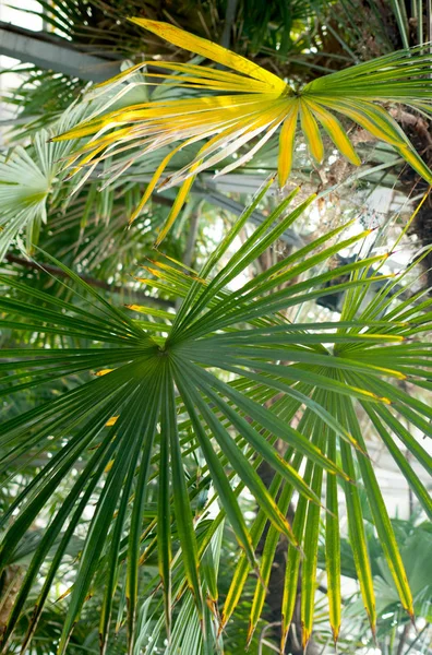 Groene Tropische Planten Bos Achtergrond — Stockfoto