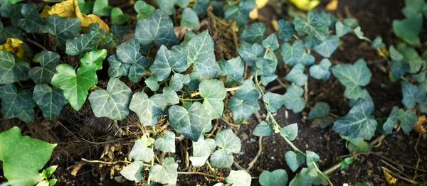 Groene Tropische Planten Bos Achtergrond — Stockfoto