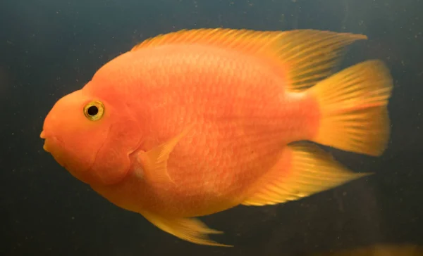 Goldfische Aus Nächster Nähe — Stockfoto
