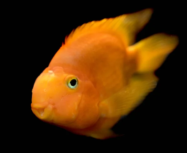 Goldfish Close Vista — Fotografia de Stock