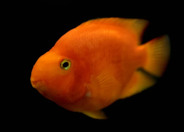 Goldfish Close View — Stock Photo, Image